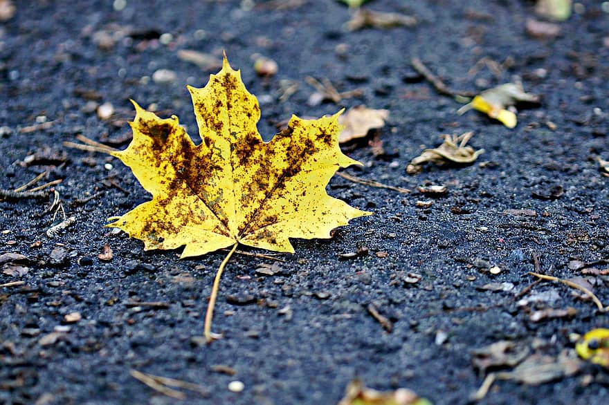 лист, кленовый, осень, желтый, время года, крупный план, фоны, октябрь, лес, сухой, завод