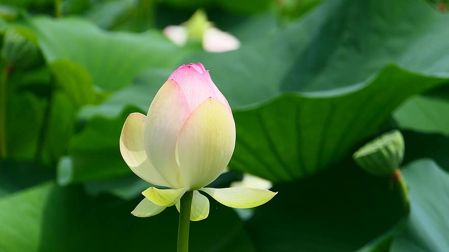 Lotus, Flower, Bud, Lotus Flower, Pink Flower, Petals, Pink Petals, Blooming, Blossoming, Aquatic Plant, Flora