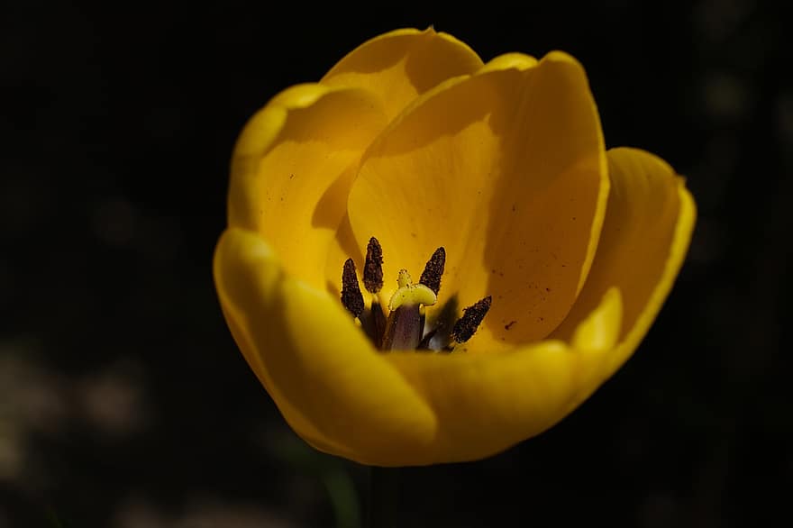 тюльпан, жовтий тюльпан, жовта квітка, квітка, природи, жовтий, впритул, Рослина, пелюстка, головка квітки, літо