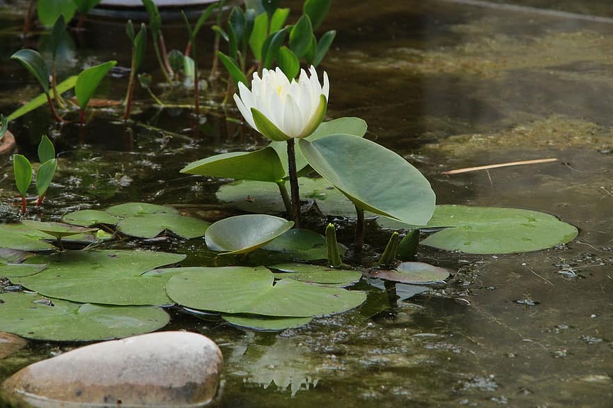 Aquatic Plant, Botany, Flowers, Water Lily, Water, Nature, Peaceful, Meditation, pond, leaf, plant