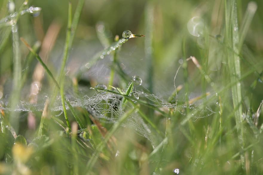 sarang laba-laba, embun, padang rumput, musim panas, rumput, basah, tetesan air, tetesan, manik-manik, pagi