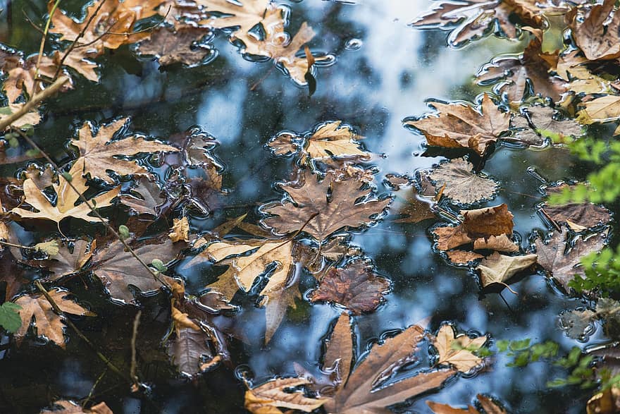 осінь, листя, річка, води, осінні листки, осіннє листя, осінні кольори, осінній сезон, опале листя