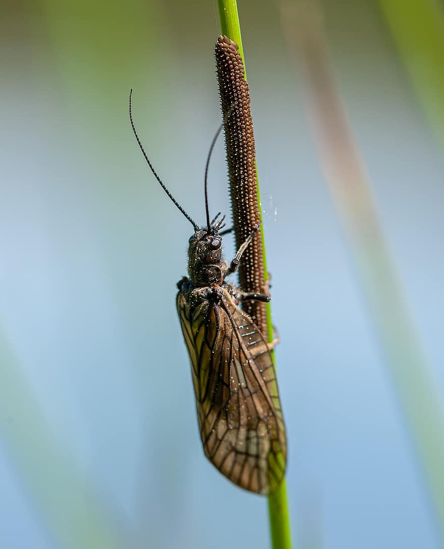 Moth, Insect, Wings, Antennae, Grass, Plants, Entomology, Nature, Animal