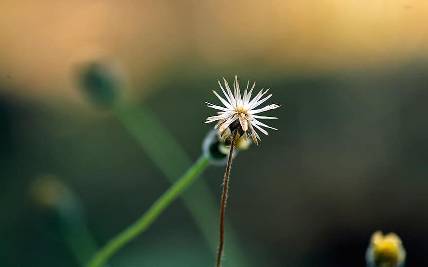 Botó de l'abric, flor, cap de la llavor, llavors, planta, Tridax Procumbens, naturalesa