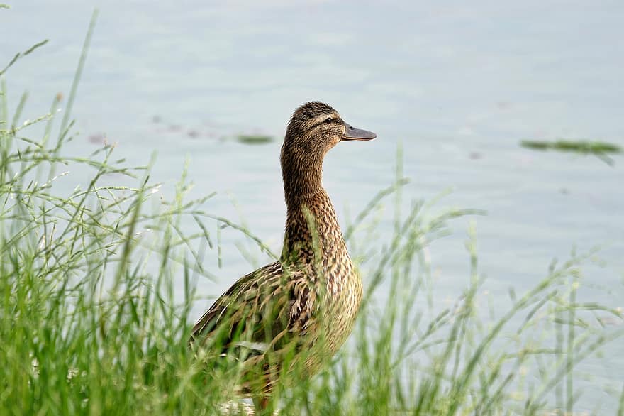 Duck, Bird, Fema, Standing, Lakeshore, Naturally, Lake, Plants, beak, feather, animals in the wild