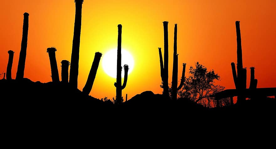 západ slunce, park, Amerika, kaktus, saguaro, krajina, Příroda, soumrak, hory