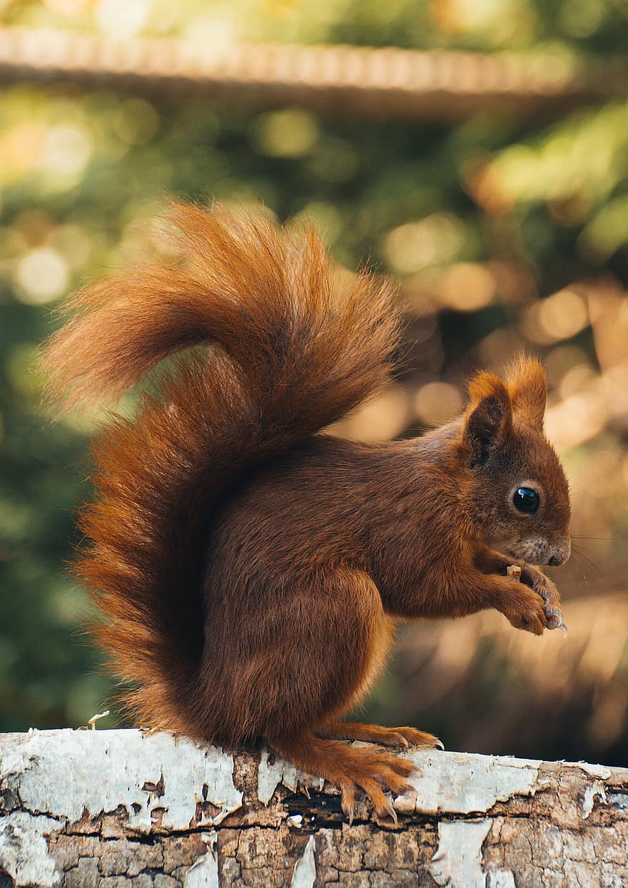 Squirrel, Rodent, Animal, Red Squirrel, Wildlife, cute, animals in the wild, fur, small, close-up, one animal