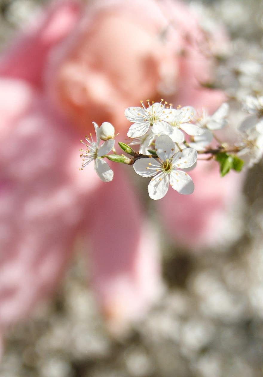 witte bloemen, bloemen, bloesems, bloeien, natuur, bloem, detailopname, lente, fabriek, roze kleur, bloesem