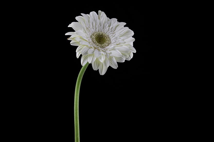 Daisy, gėlė, augalų, Valentino diena, dovanos, balta saulė, balta gėlė, žiedlapių, žydi, žiedas, dekoratyvinis