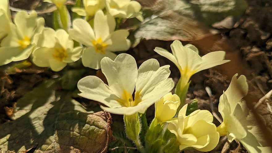 Primrose, Flowers, Nature, Plant, Yellow Flowers, Petals, Bloom, flower, close-up, summer, leaf