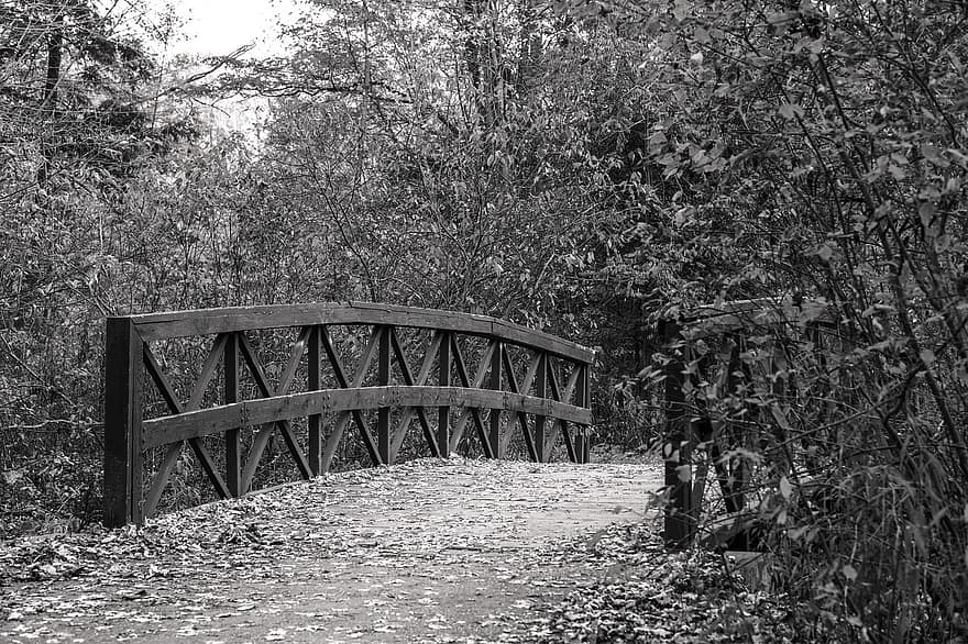 мост, природа, на открытом воздухе, монохромный, листья, закрыть, деревья, ветви, обои на стену, дорожка, дерево