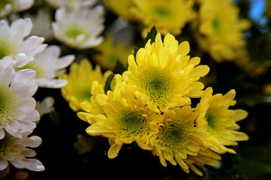 bunga-bunga, bunga kuning, kelopak kuning, kelopak, berkembang, mekar, flora, banyak