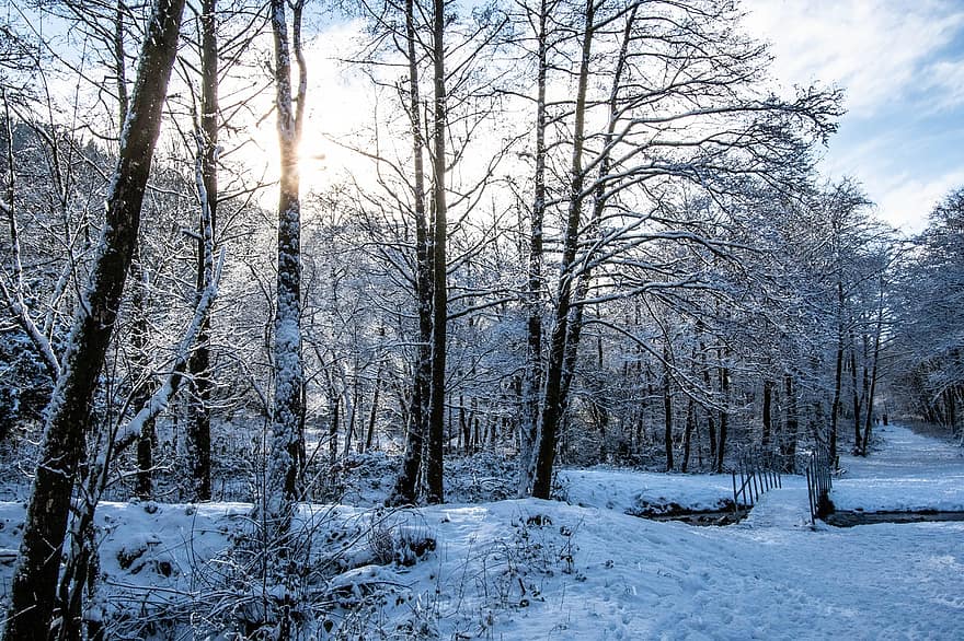 zăpadă, copaci, pădure, iarnă, natură, Woodlands, zăpadă pădure, pădurea de iarnă, de iarnă, peisaj, rece