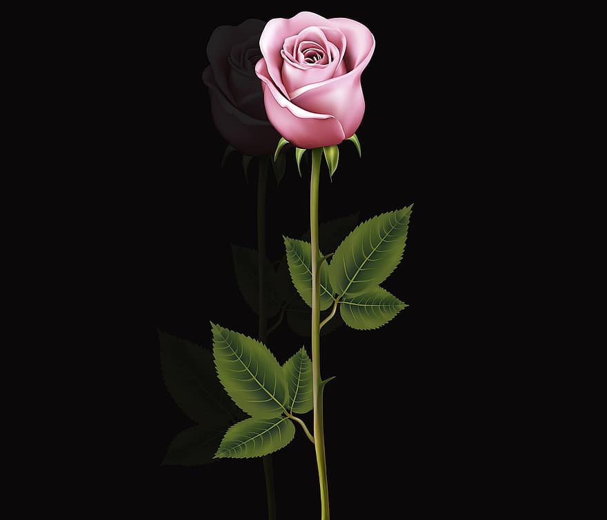 lapas, augu, zieds, raksturs, mīlestība, rosa, rozā roze, ziedi, melns fons, pārdomas