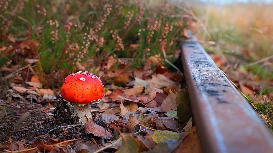 Mushroom, Fly Agaric, Fungus, Fly Amanita, Red Mushroom, Toadstool, Forest Floor, Grass, Leaves, Forest, Nature