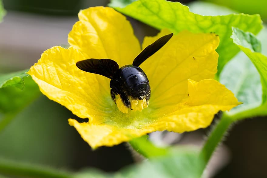 Bie, insekt, blomst, anlegg, pollinering, pollen, pistil