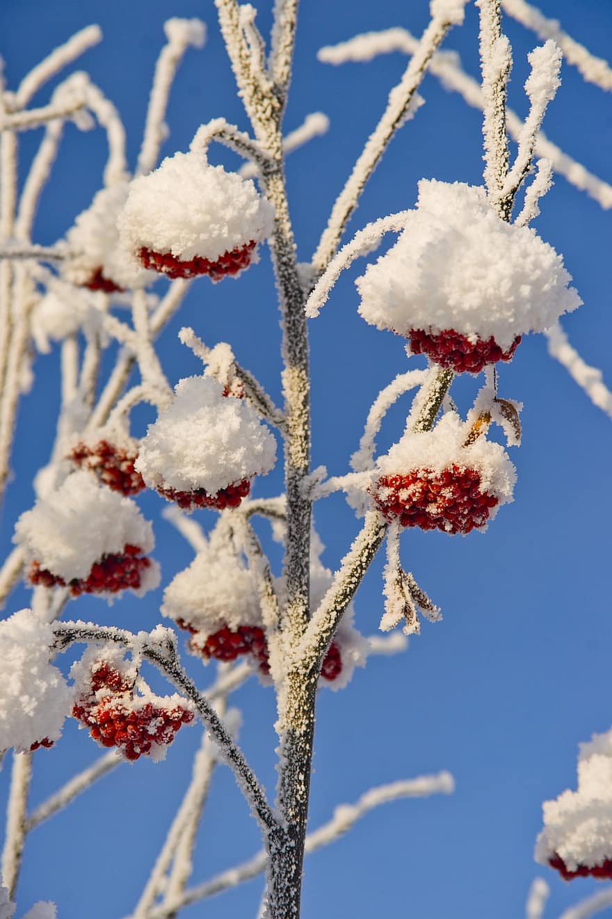 Nature, Winter, Rowan, Frost, Snow, Growth, branch, season, close-up, tree, ice