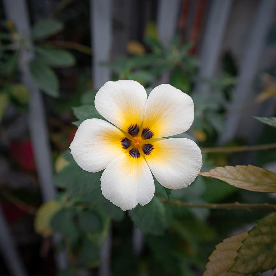 hvit buttercup, blomst, anlegg, hvit blomst, petals, blad, nærbilde, sommer, petal, gul, blomsterhodet