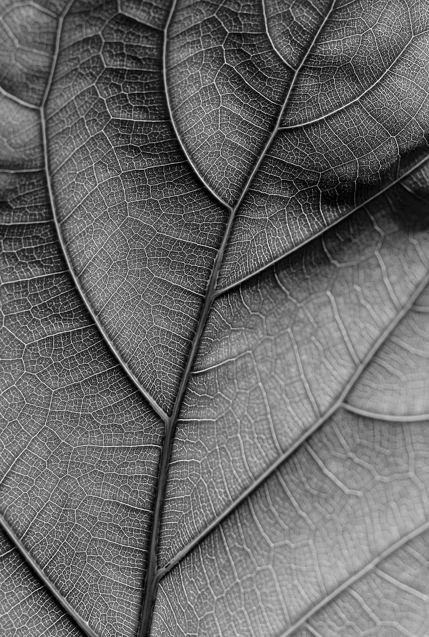 frunze, plantă, alb-negru, vene de frunze, natură, minimalismul, monocrom, a închide, fundal, minim, tapet