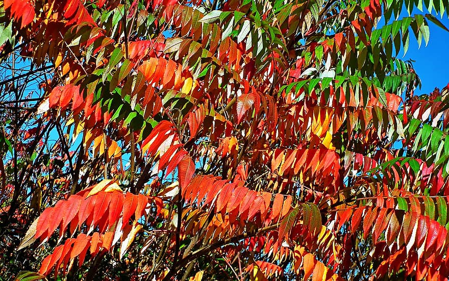 sumac, listy, podzim, červené listy, poboček, strom, rostlina, Příroda