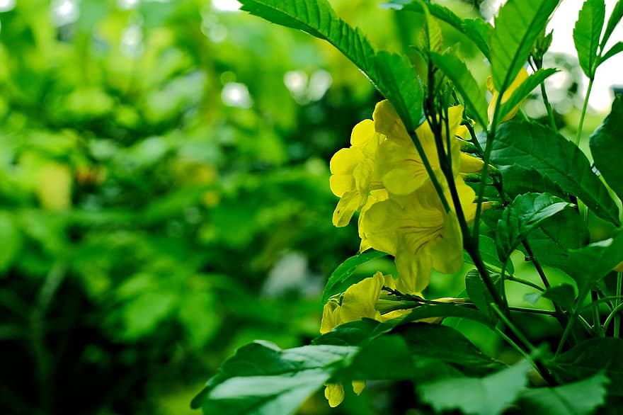 tecoma stan, Gele ouderling, gele bloemen, flora, bloemen, natuur