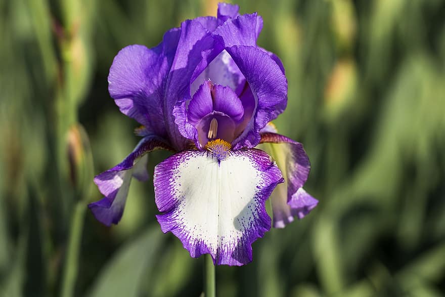 iris, bunga, menanam, bunga ungu, kelopak, berkembang, taman, alam