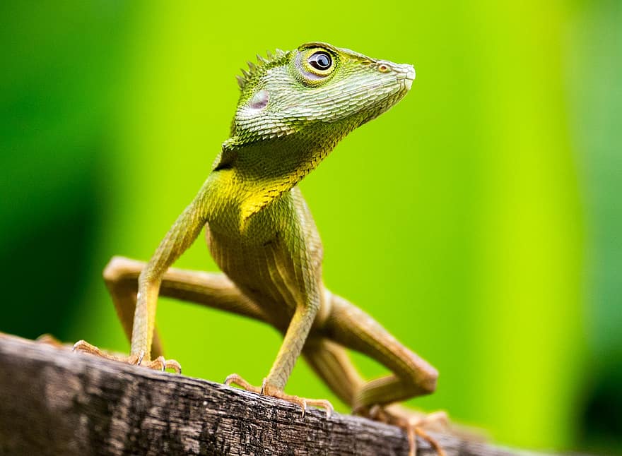 зеленая хохлатая ящерица, Борнео, тропический лес