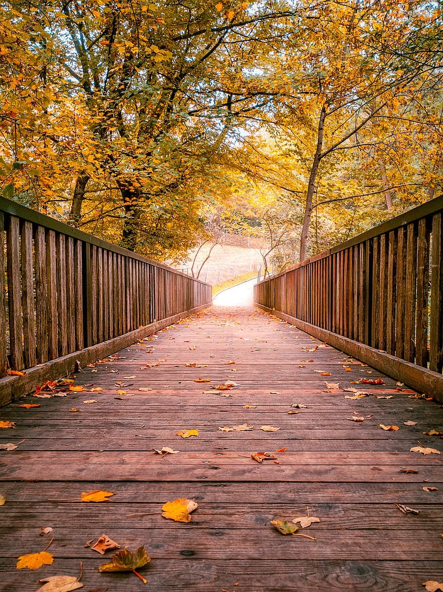 мост, дървета, листа, шума, есен, цветен, природа, река, гора, падане, Бавария
