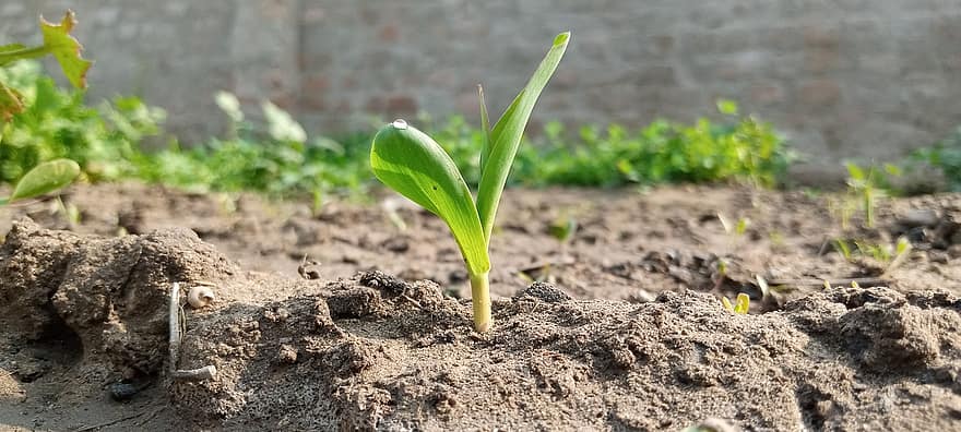 pianta di mais, germoglio, agricoltura, crescita, pianta, foglia, colore verde, freschezza, sporco, avvicinamento, estate