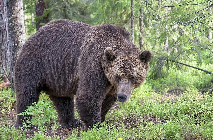 brun bjørn, bære, dyr, rovdyr, farligt, pattedyr, natur, dyreliv, vildt dyr, dyr i naturen, Skov