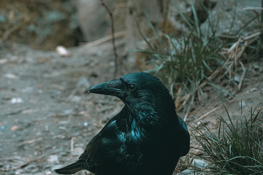 Black Bird, Crow, Bird, Nature, Landscape, Germany, Animal, Raven, Zoo, beak, feather