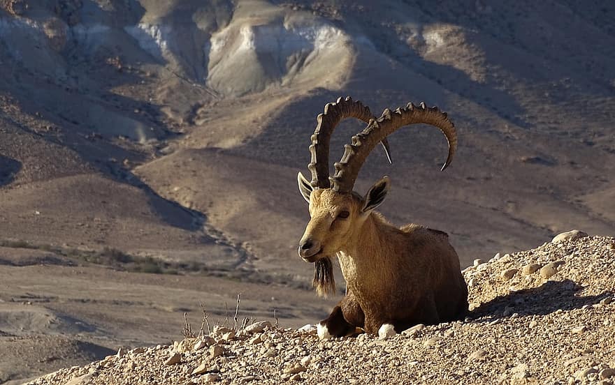 нубийски ibex, коза, животно, рога, дивата природа, пустинен, Израел, Негев, полурешетка, природа, рогат