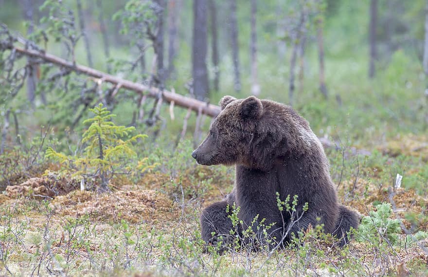 urs brun, urs, animal, prădător, periculos, mamifer, natură, animale sălbatice, fotografie de animale, ursus arctos, pădure