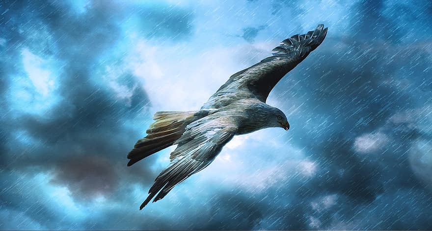 Adler, voar, raptor, nuvens, trovoada, chuva, céu