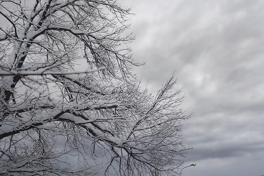 talvi-, lumi, puu, halla, pilviä, taivas, oksat, luonto, metsä, kausi, haara
