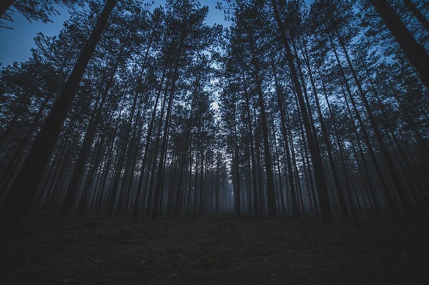 Forest, Trees, Nature, Landscape, Pines, Spruce, Woods, Night, tree, mystery, autumn