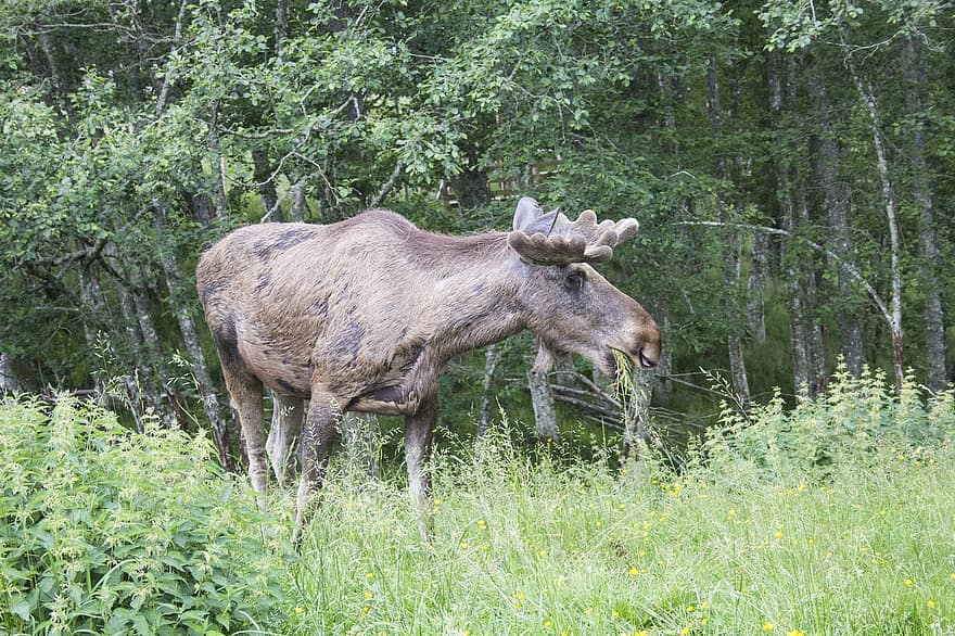 Elk Bull, Svédország, agancs, vadvilág, állatfotózás, erdő, vadon, fű, állati világ, vad, fák