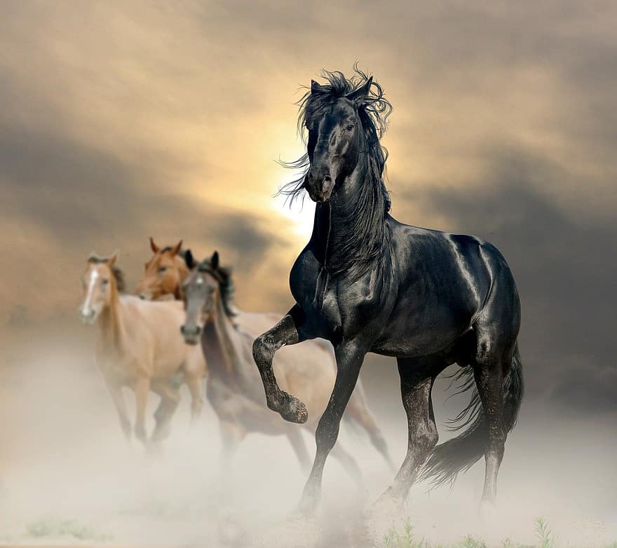 svart hest, dyr