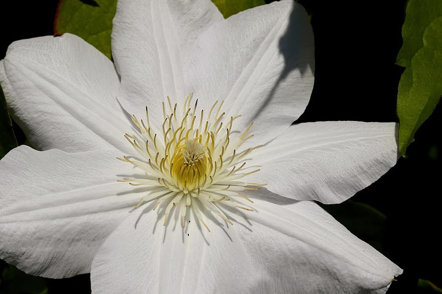 clematide, bianca, bianco come la neve, petali, fiorire, fioritura, avvicinamento, pianta rampicante, fiore, pianta da giardino, hahnenfußgewächs