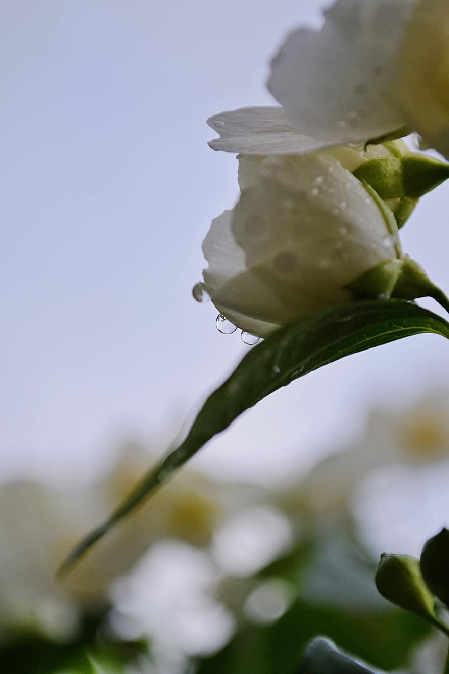jasmines, květiny, rosa, kapky rosy, okvětní lístky, bílé květy, bílé okvětní lístky, květ, flóra, rostlina, jarní květiny