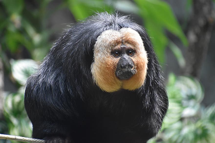 Белолицый Саки, обезьяна, животное, Гвианский саки, примат, млекопитающее, живая природа, Плотоядное животное 2021, находящихся под угрозой исчезновения, джунгли, природа