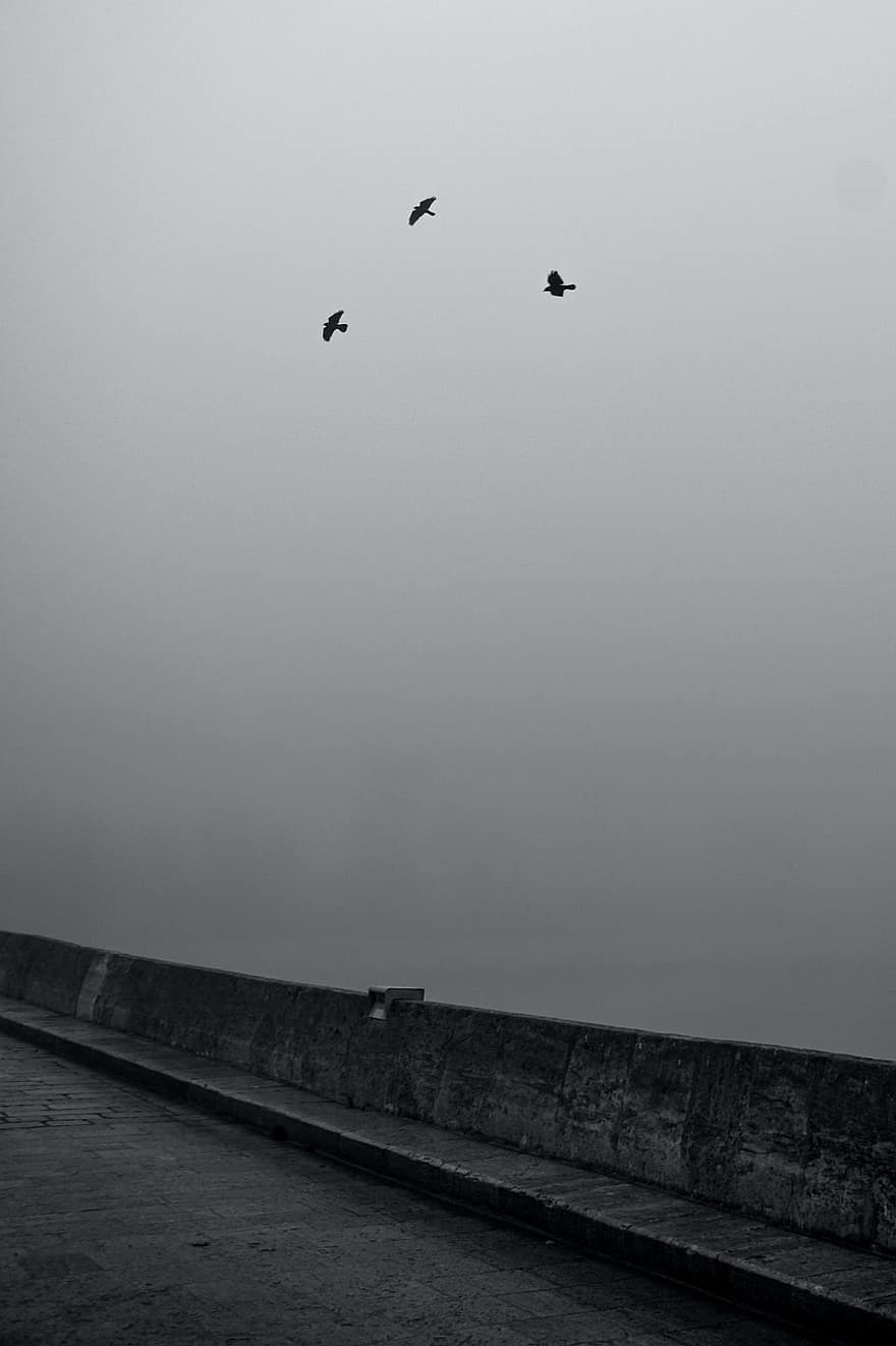 aves, niebla, pavo, paisaje de niebla, volador, en blanco y negro, silueta, azul, agua, clima, oscuro