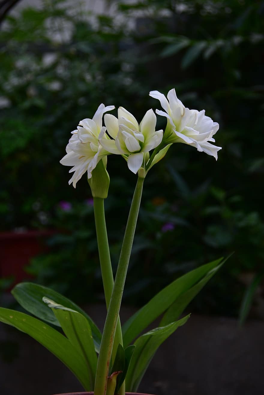 Lilia doliny, biały, kwiat, ładny