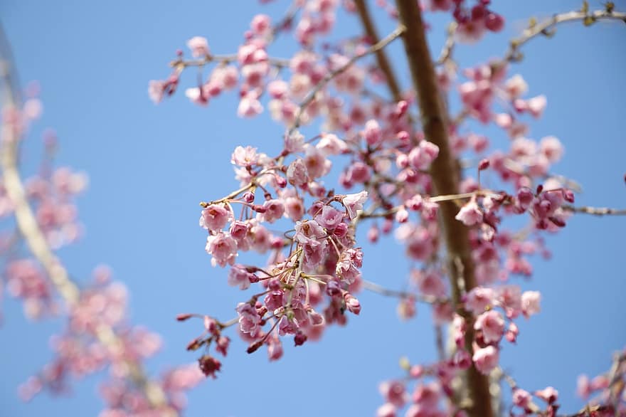 Kirschblüten, Sakura, Blumen, Baum, Ast, blühen, Pflanze, Natur