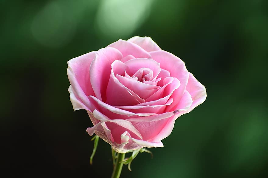 ruusu-, kukka, kasvi, terälehdet, pinkki ruusu, vaaleanpunainen kukka, kukinta, koristekasvi, kasvisto, luonto, puutarha