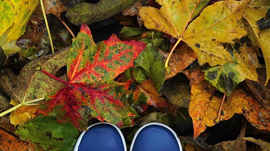 ruduo, miško paklotė, rudenį, lapija, rudens lapai, spalvingi lapai, pobūdį