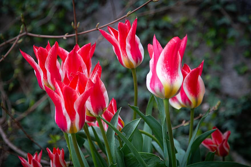 blomster, tulipaner, blomstre, blomst, petals, rød, vår, vekst, felt, anlegg, blomsterhodet
