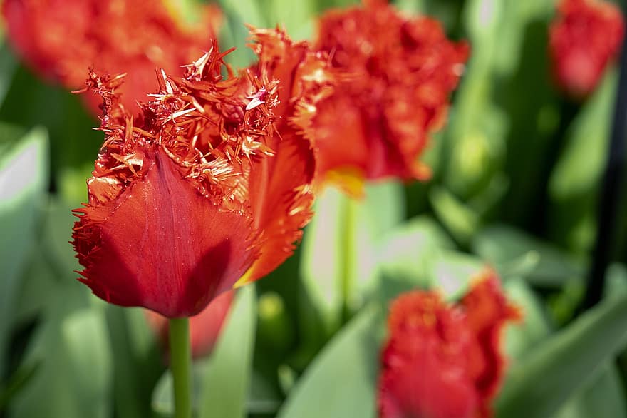 tulipas, pétalas, flor, plantar, Primavera, tulipa, cabeça de flor, verão, fechar-se, pétala, folha