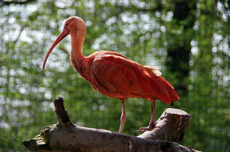 चिड़िया, लाल रंग का आइबिस, चिड़ियाघर, यूडोसिमस रूबर, एक प्रकार की पक्षी, Pelecaniforme