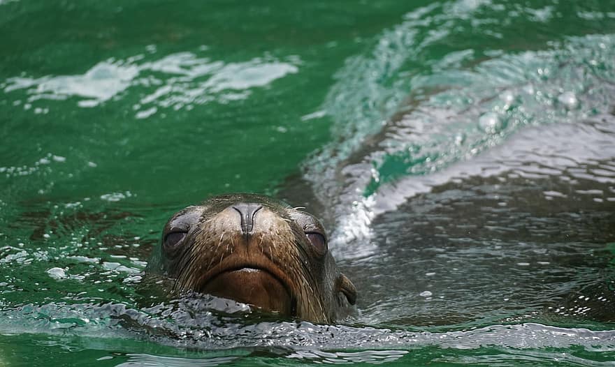 Sea Lion, Seal, Seerobbe, Robbe, Mammal, Water, Background, Swim, Animal, Biodiversity, Moustache